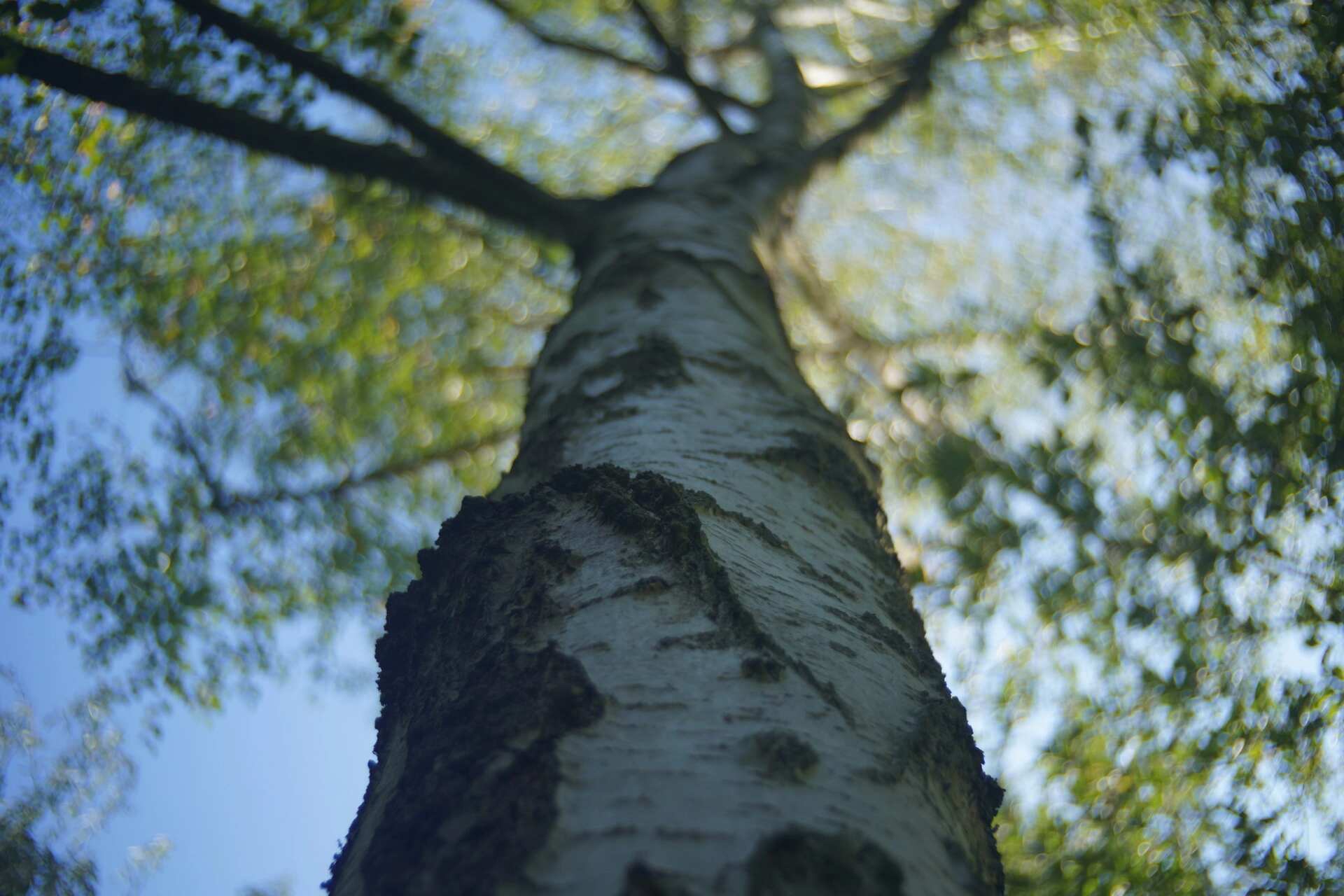 Looking up a birch — soft cinematic falloff