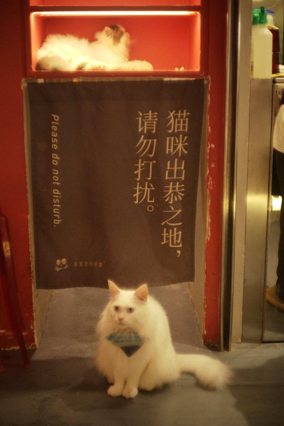 暖光里的猫 — 柔和光晕