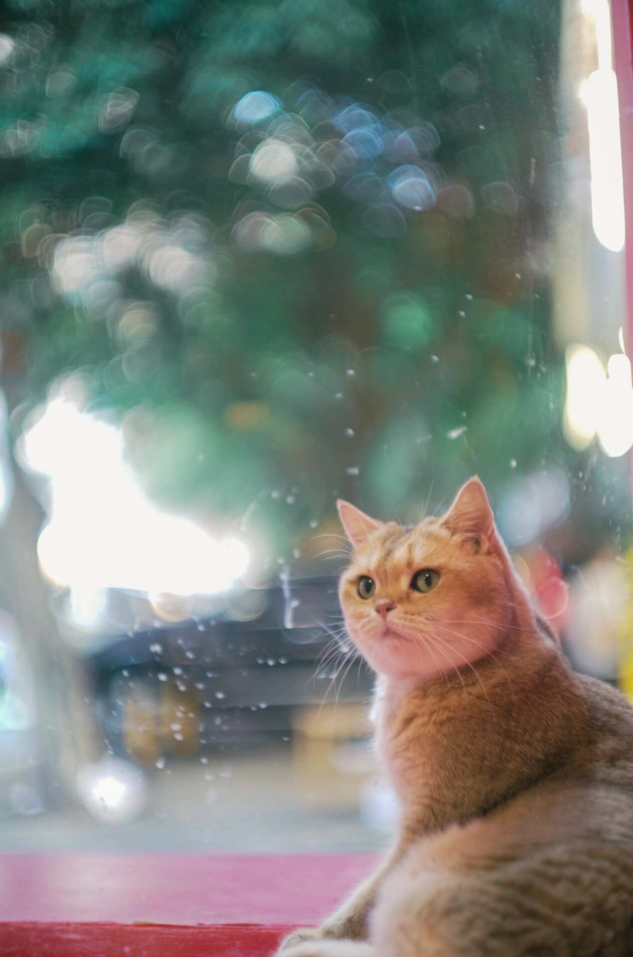 玻璃后的猫 — 焦外亮边光斑